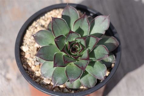 屋頂長生花|多肉紫牡丹Sempervium tectorum